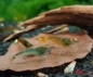 Preview: Amber Shrimps OE